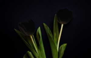 the black tulip